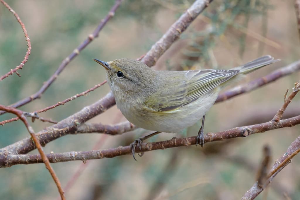 Common Chiffchaff