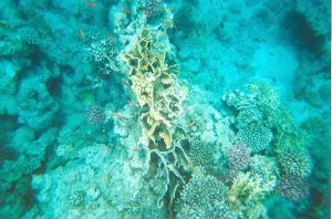 Sharm El Sheikh Tour To Ras Mohamed