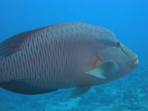 Sharm El Sheikh Tour To Ras Mohamed