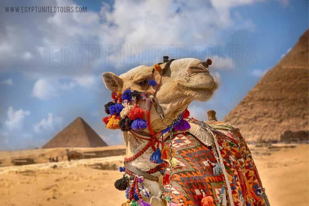 Best Day Trip From Sharm El Sheik To Pyramids, Saqqara & Memphis