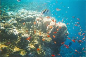 Sharm El Sheikh Tour To Ras Mohamed