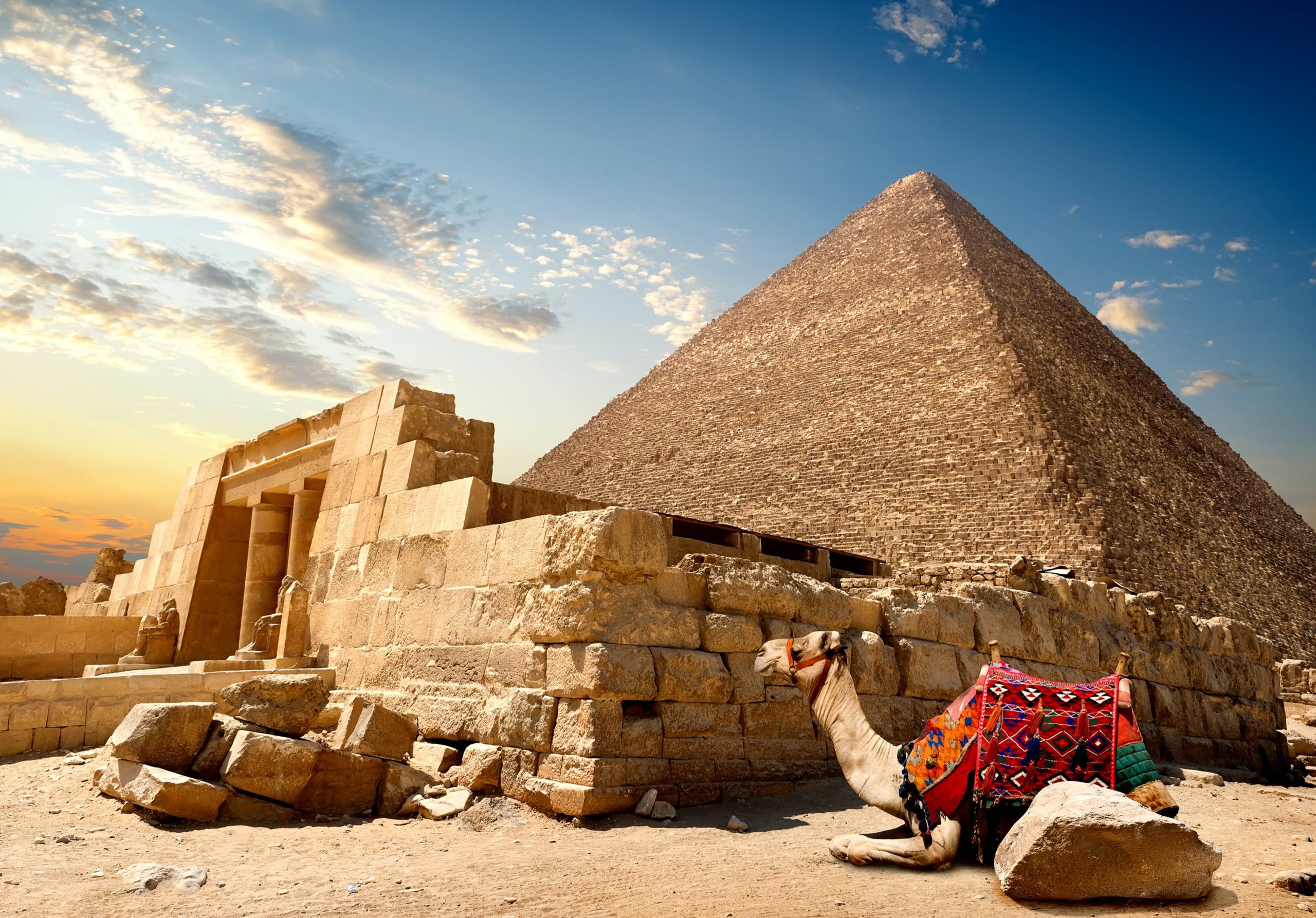 a camel sitting and pyramids in the background 