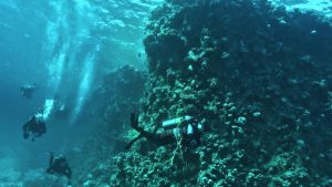 Luxury Egypt 8 Days Trip From Australia with Red Sea