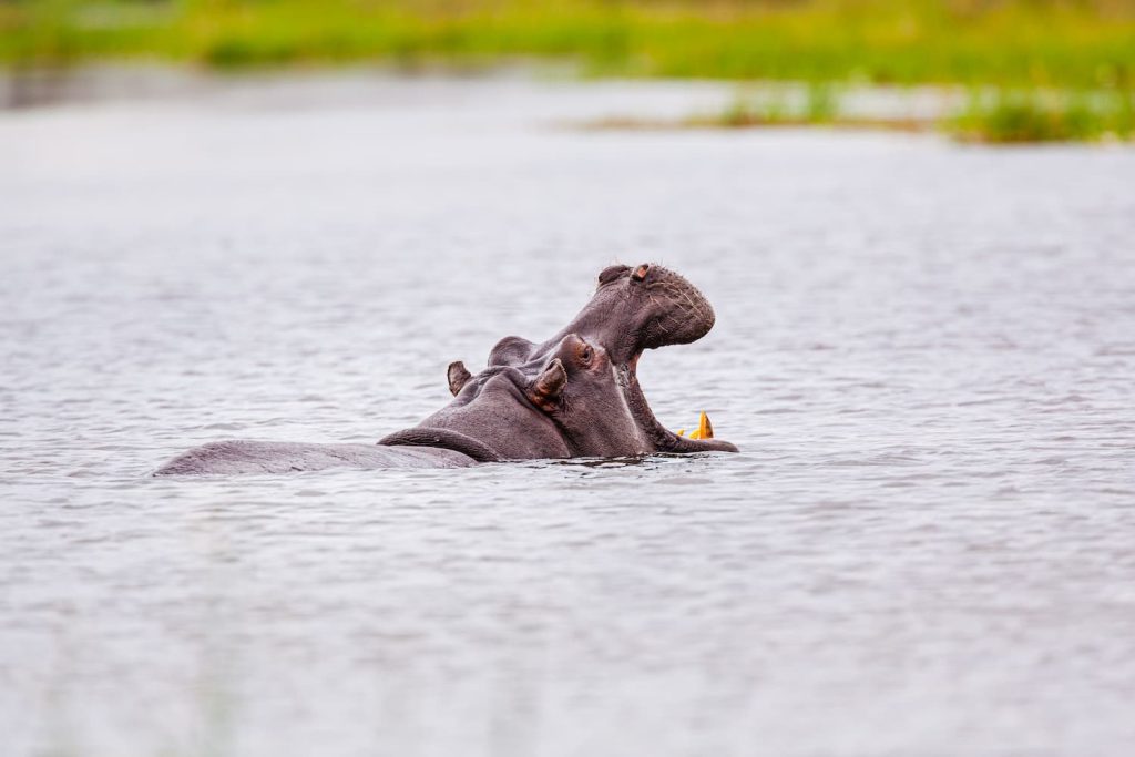 Hippopotamus Egyptian God