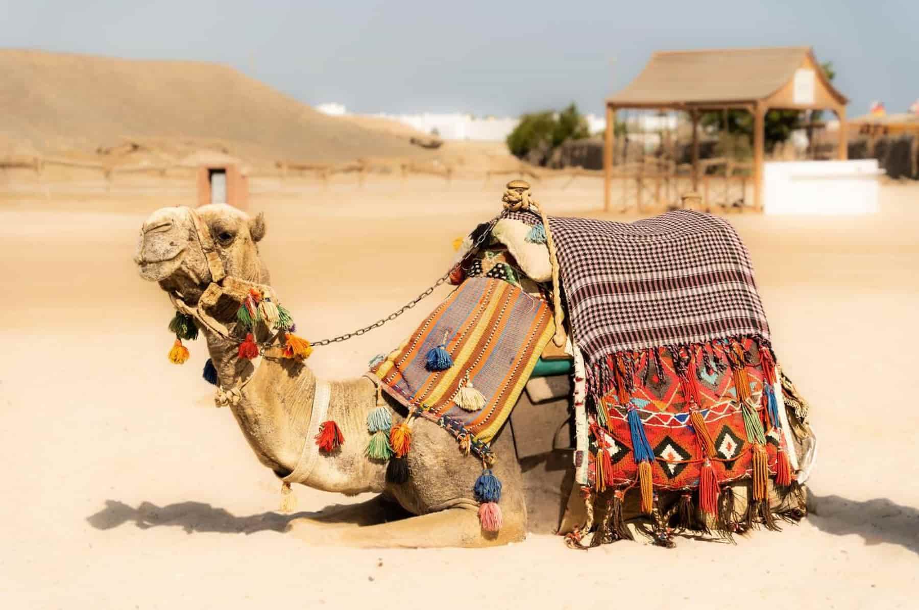 Egypt and United Arab Emirates Tours