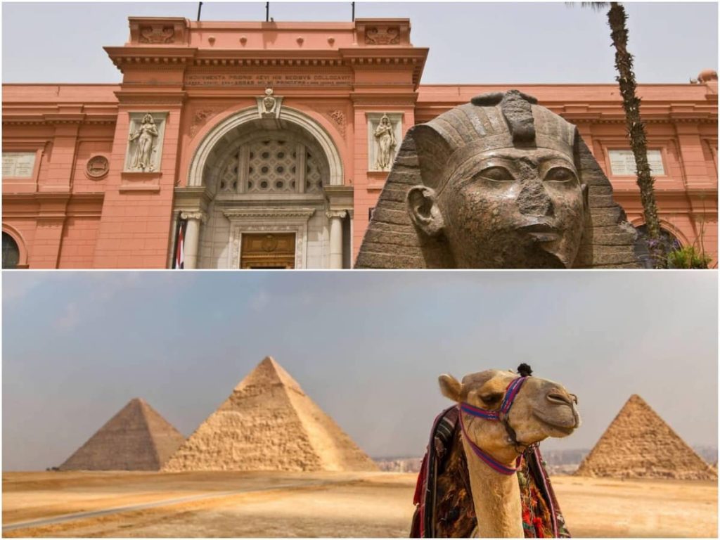 Close-up of a camel with the Great Pyramids of Giza in the distance