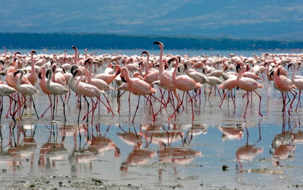 Flamingos feeding at Lake Nakuru National Park, Great Rift Valley, Kenya, Africa.