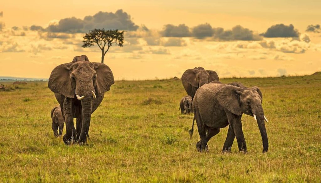 A herd of elephants (Loxodonta africana) with two babies, Maasai Mara National Reserve, Kenya