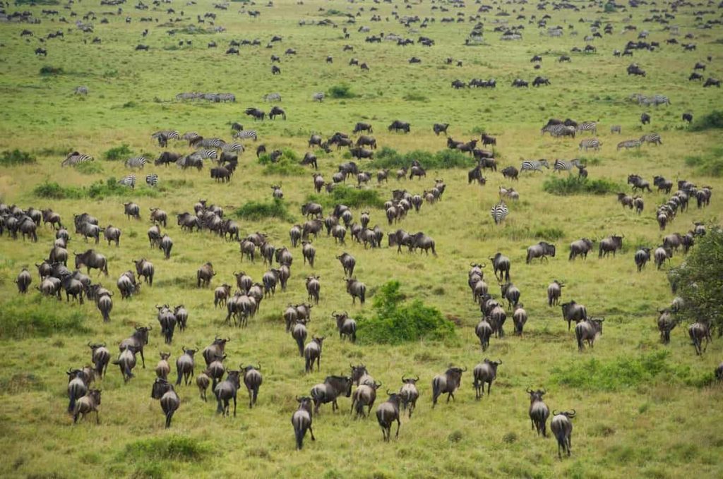 Blue wildebeest (Connochaetes taurinus) migration seen from a hot-air balloon, Maasai Mara National Reserve, Kenya