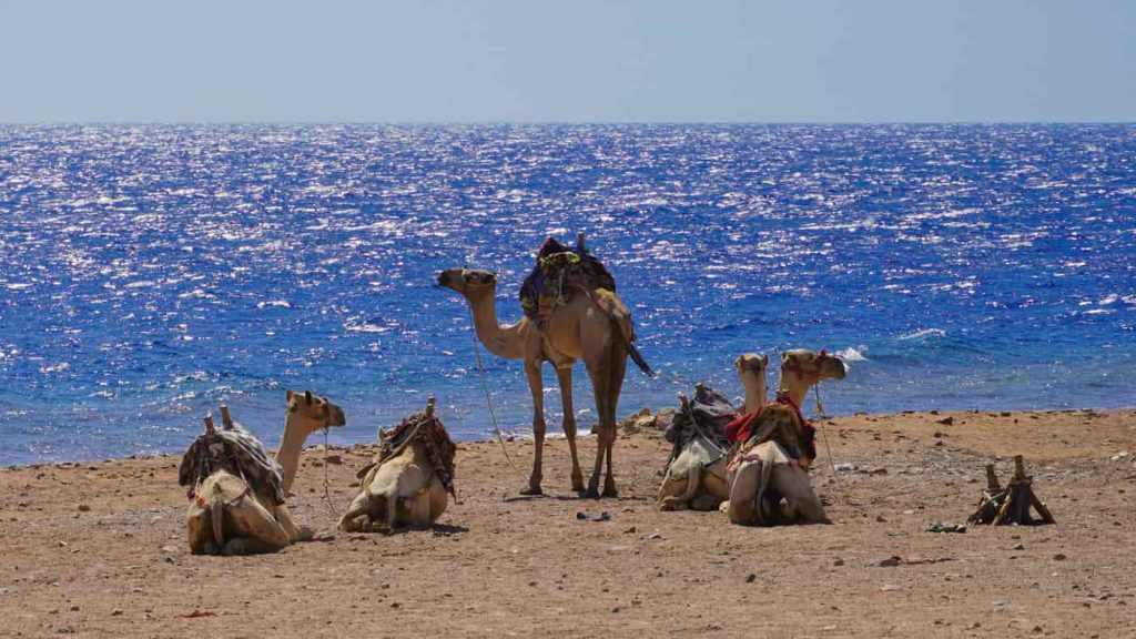 Abu Galum Dahab Egypt