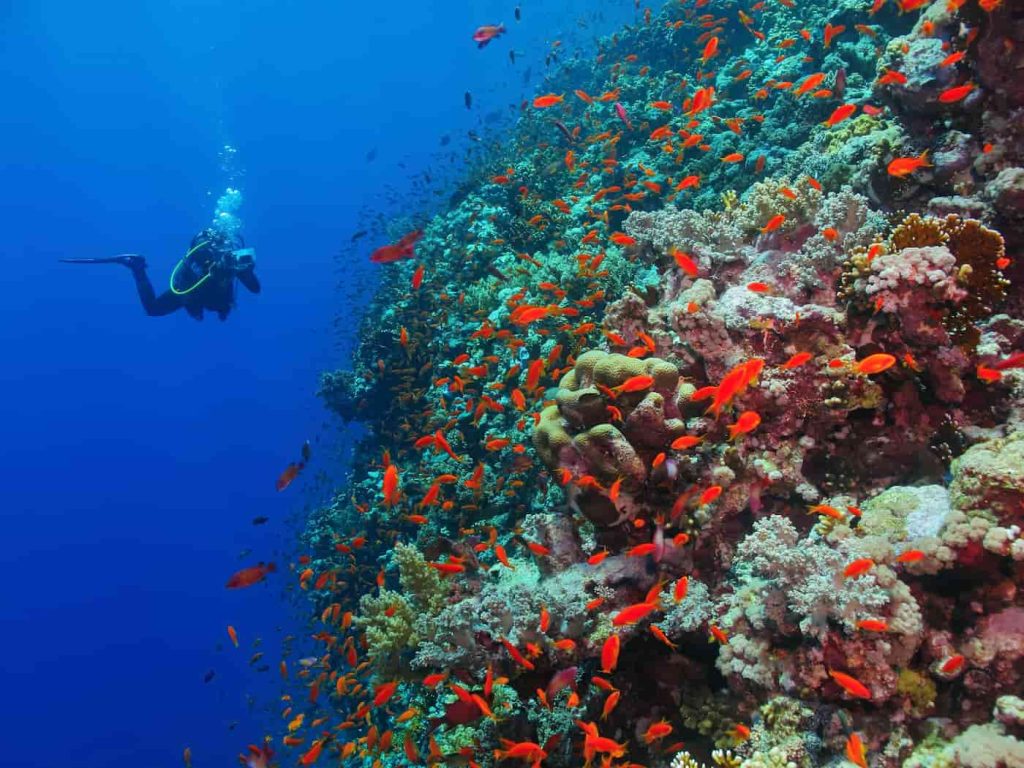 Diving In Blue Hole Dahab Egypt