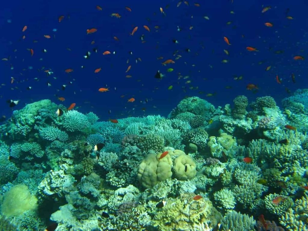 egypt red sea diving