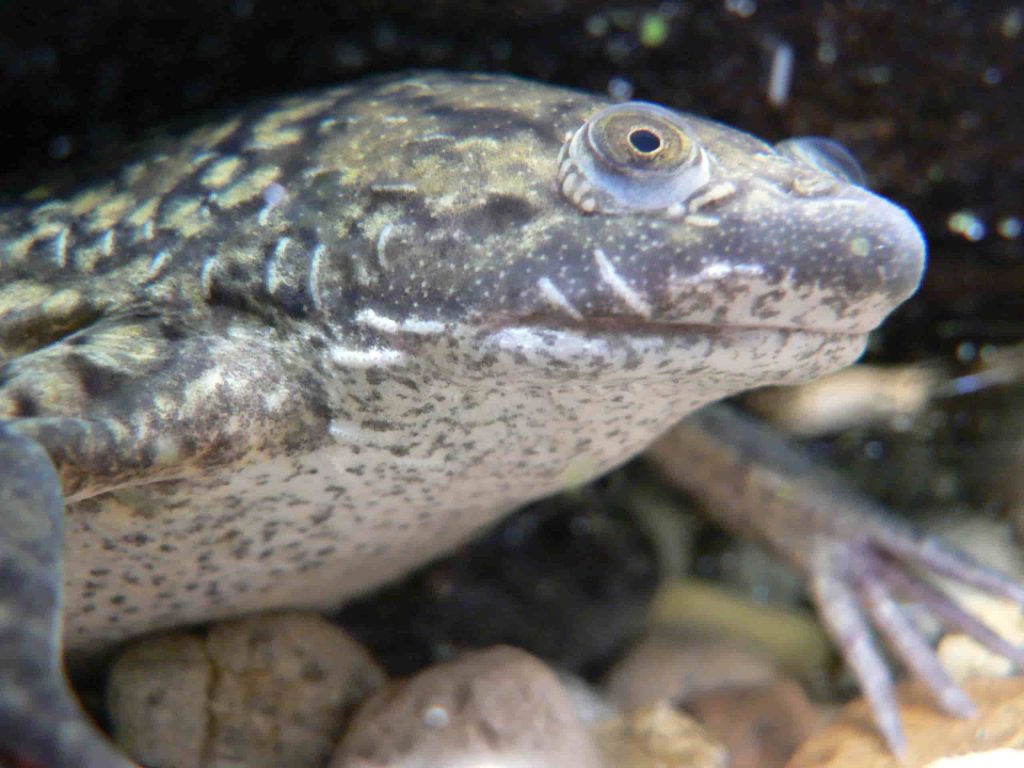African Frog