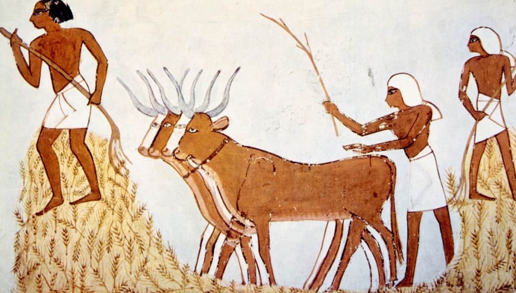 Ancient Egypt Farmers in social classes