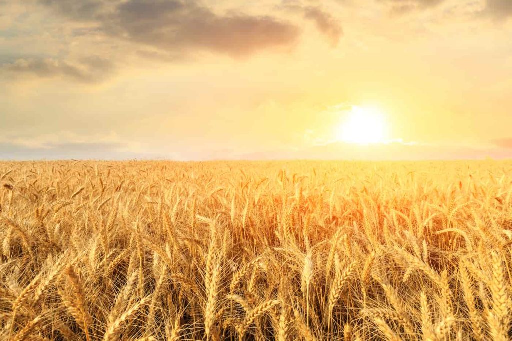 Food crops in ancient Agriculture