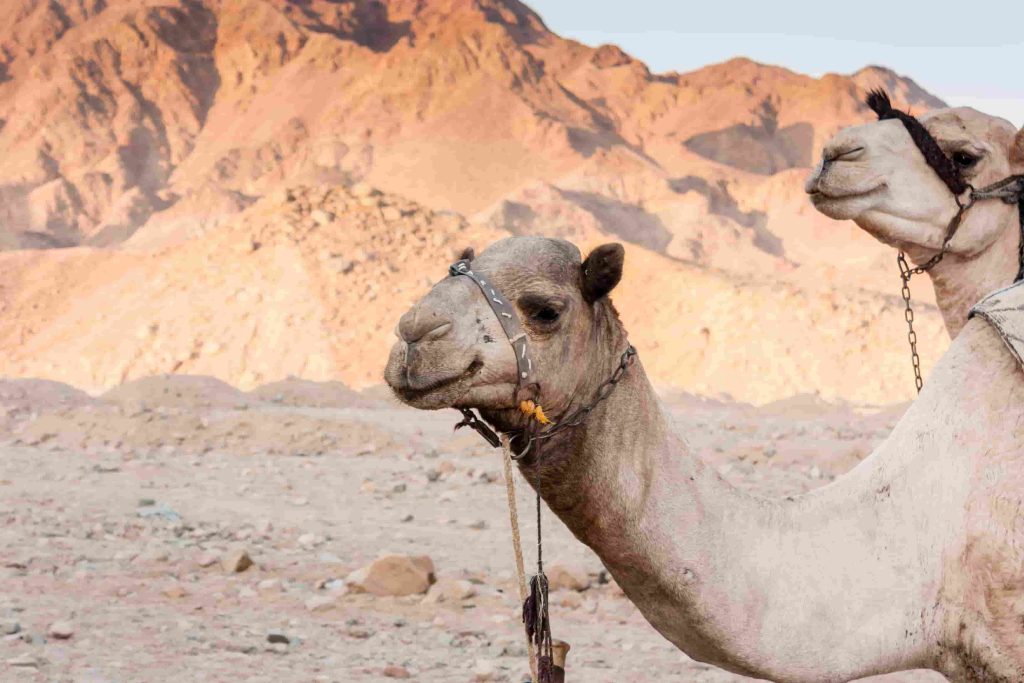 Herding in the Egyptian Desert Environment