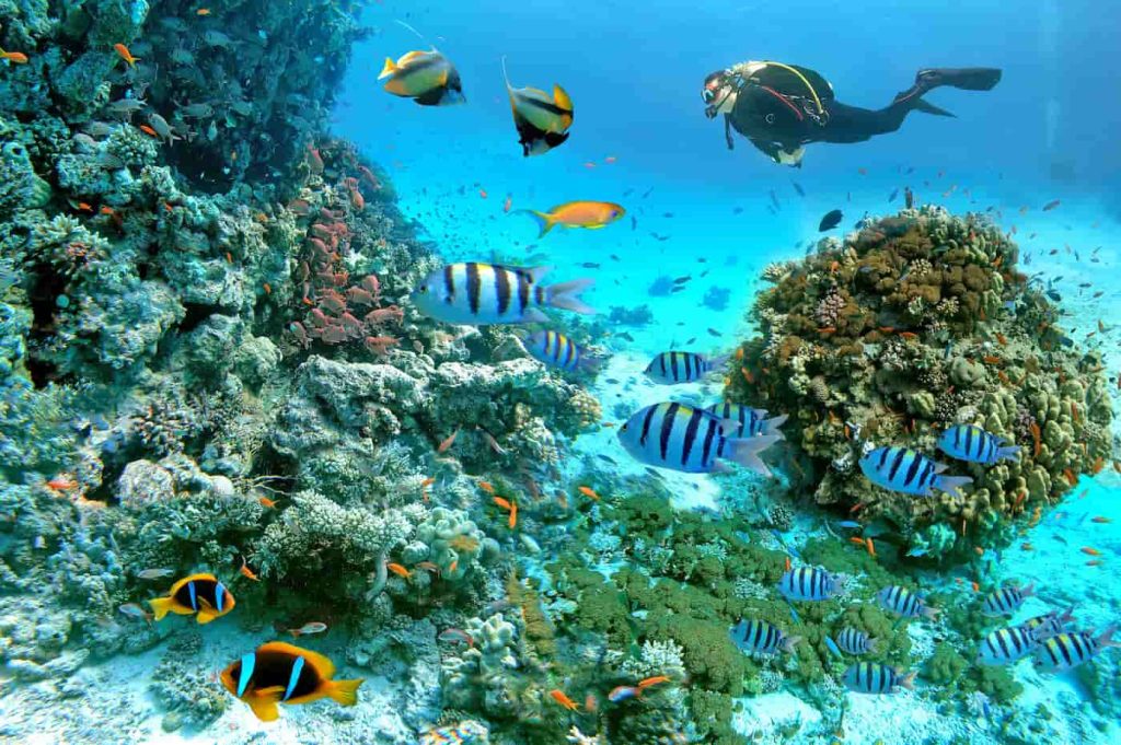 Is it safe to swim in the Red Sea
