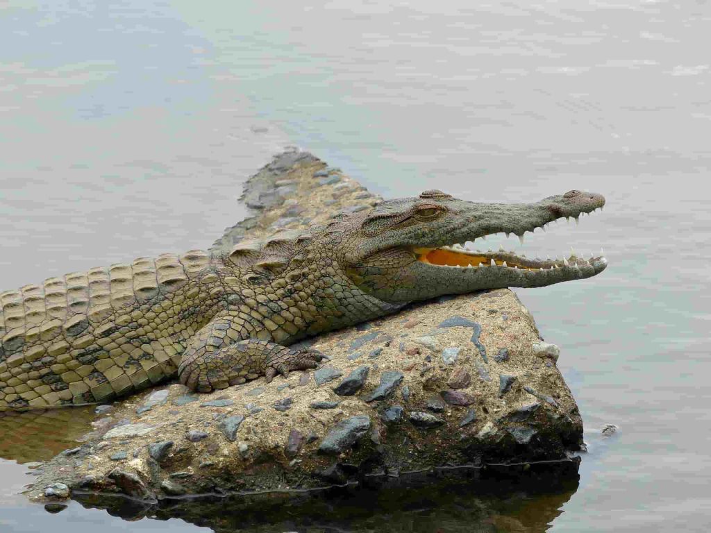 Nile Crocodile