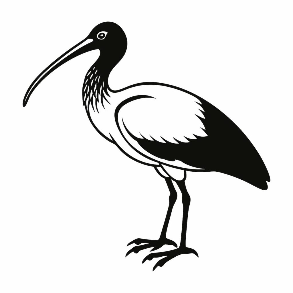 Ibis Bird Silhouette Art Design