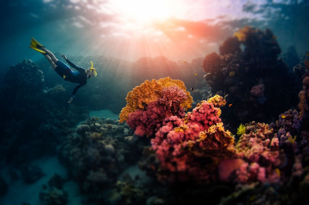 Woman freediver swims underwater and explores vivid coral reefs, Safaga