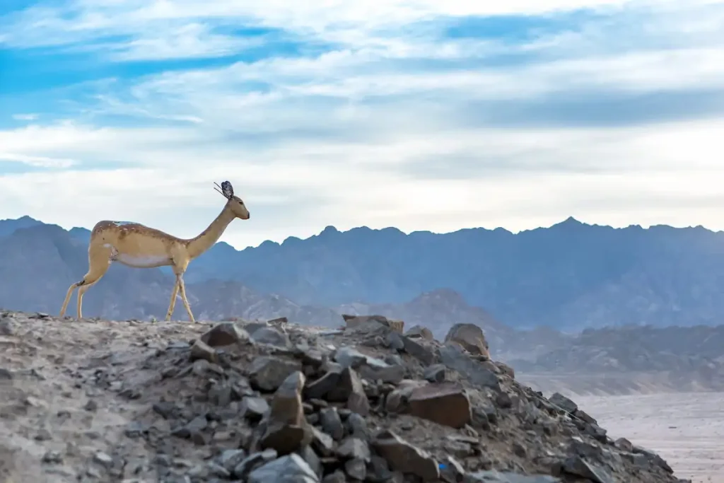 Ras Mohamed National Park in Egypt. Africa.