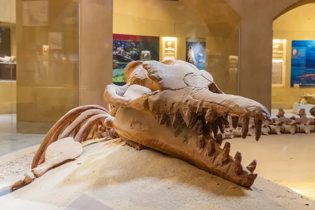 Wadi al Hitan, Faiyum, Egypt. February 20, 2022. Fossil whale skull in the museum at Wadi el-Hitan paleontological site.