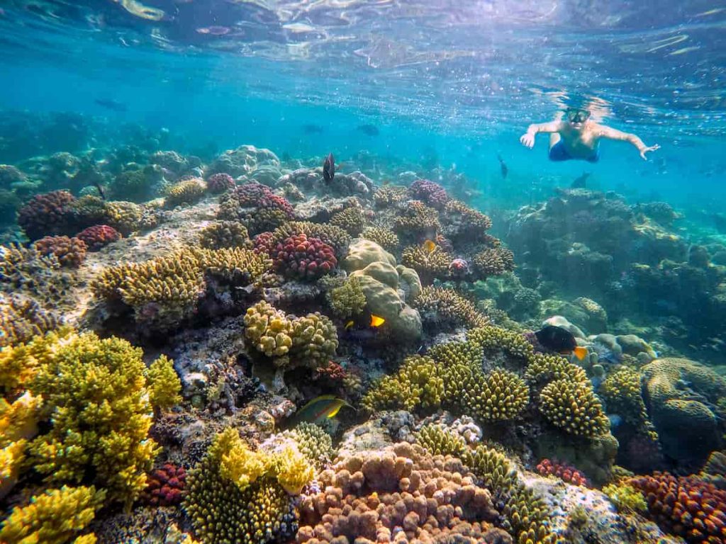 diving in a Safaga