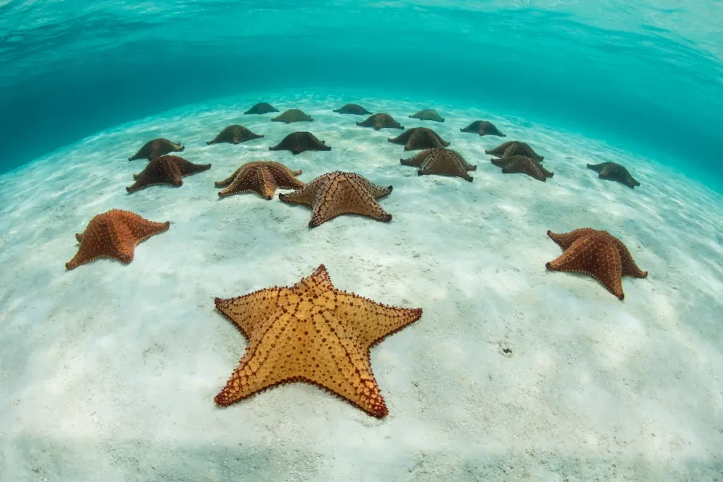 Colorful Red cushion sea stars (Oreaster reticulatus) lie on a shallow sandy seafloor off the coast of Belize in the Caribbean Sea. 