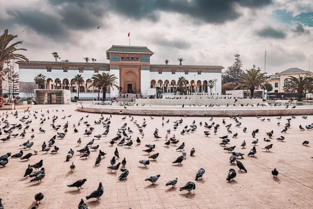 Morocco: Large group of pigeons populating Mohammed V square, with Palace de Justice building in background