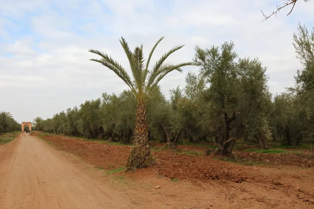 The jardin d'Agdal (Agdal Gardens), walled fruit gardens, in Marrakech, Morocco