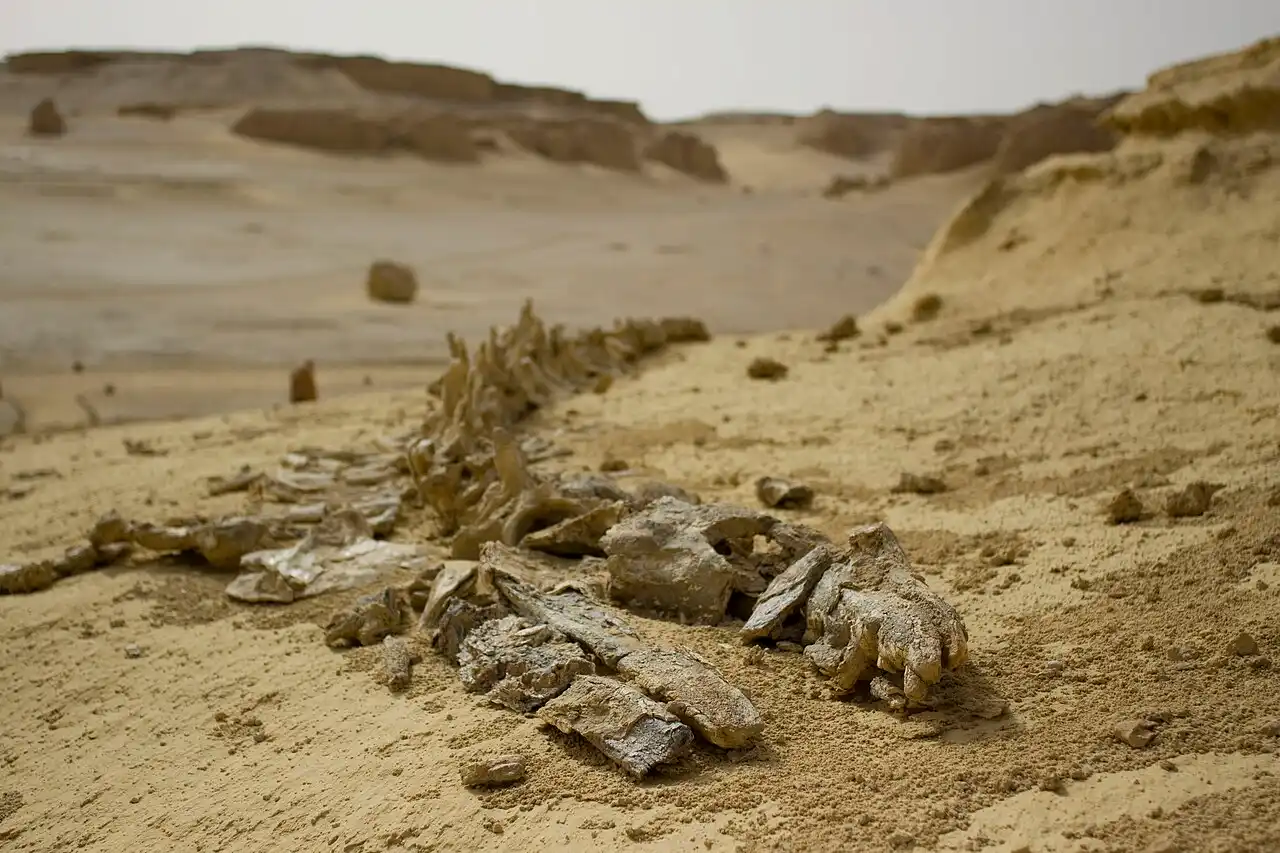 Fossilized whale remains at Wadi Al-hitan