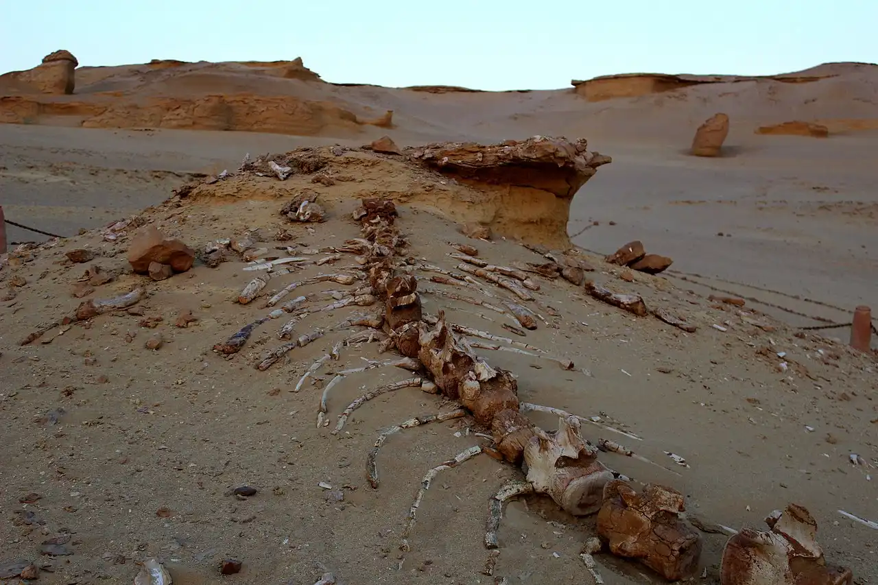 Valley of the Whales - Wadi al Hitan - skeleton