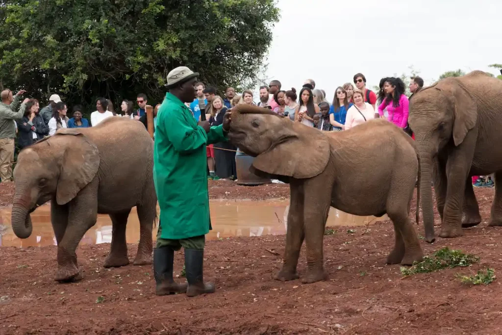 David Sheldrick Wildlife Trust, orphan elephant rescue and rehabilitation center.