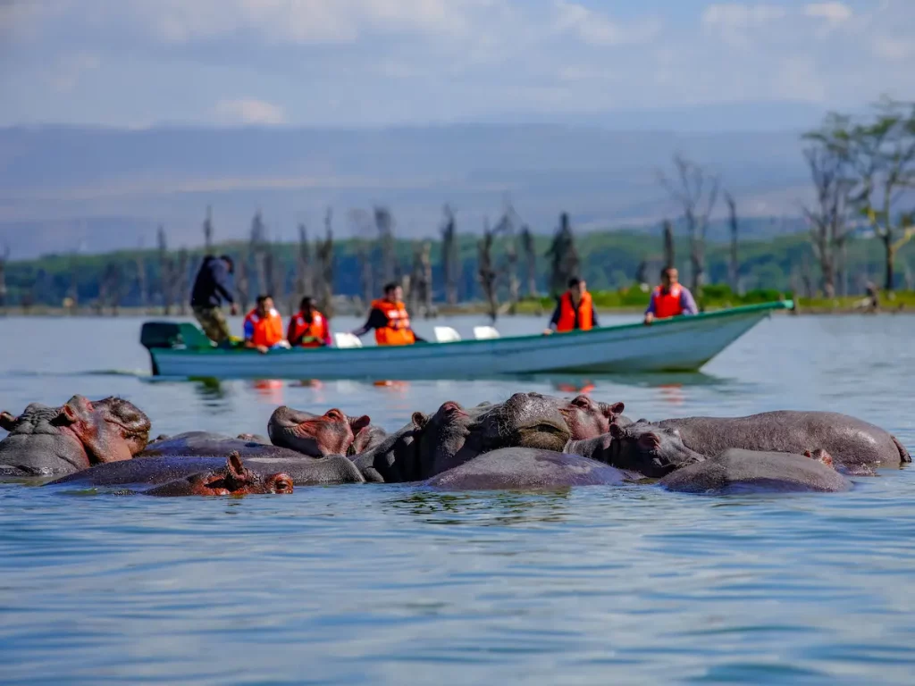 Hippopotamus, Lake Naivasha in Kenya