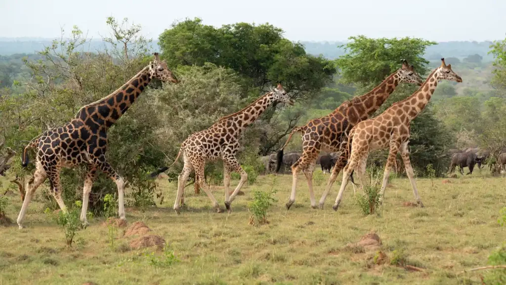 Conservation Impact of Giraffe Centre Nairobi