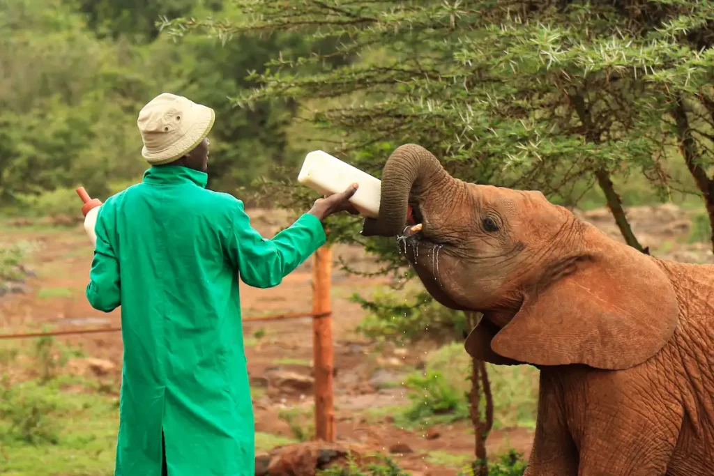  A man feeding a baby elephant with milk in the David Sheldrick Wildlife Trust Center (elephant orphanage).