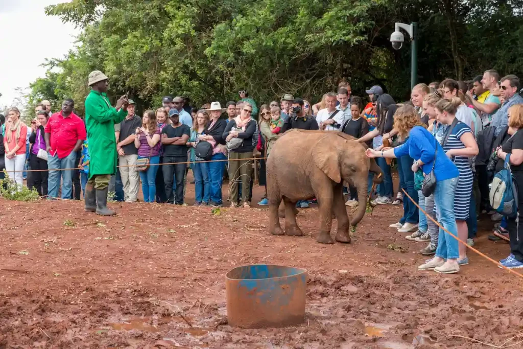 David Sheldrick Wildlife Trust, orphan elephant rescue and rehabilitation center.