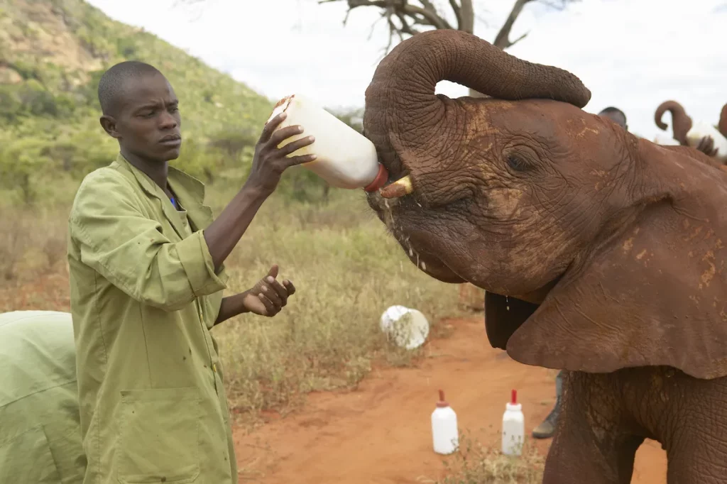 African Elephant keeper feeding milk to Adopted Baby African Elephants at the David Sheldrick Wildlife Trust in Tsavo national Park, Kenya