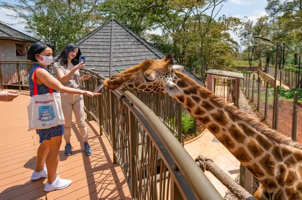 ourists feeding a Rotschild's giraffe in a conservation center.