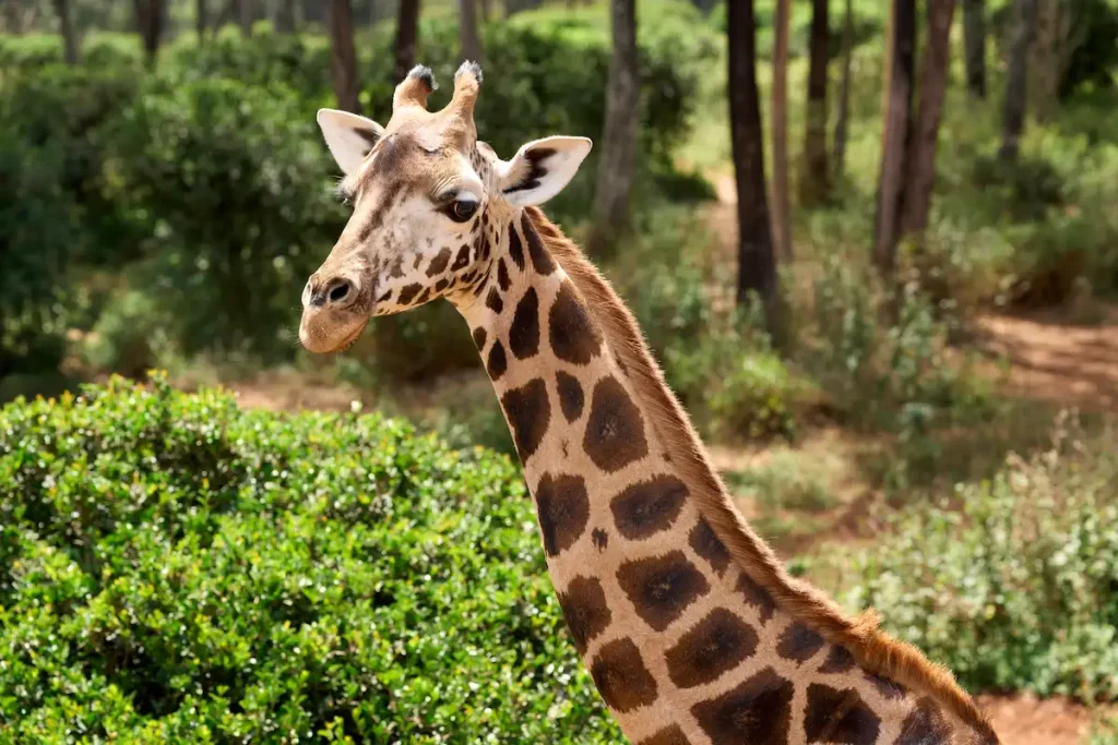 Nairobi, Kenya - October 18th 2025 - Giraffe Center