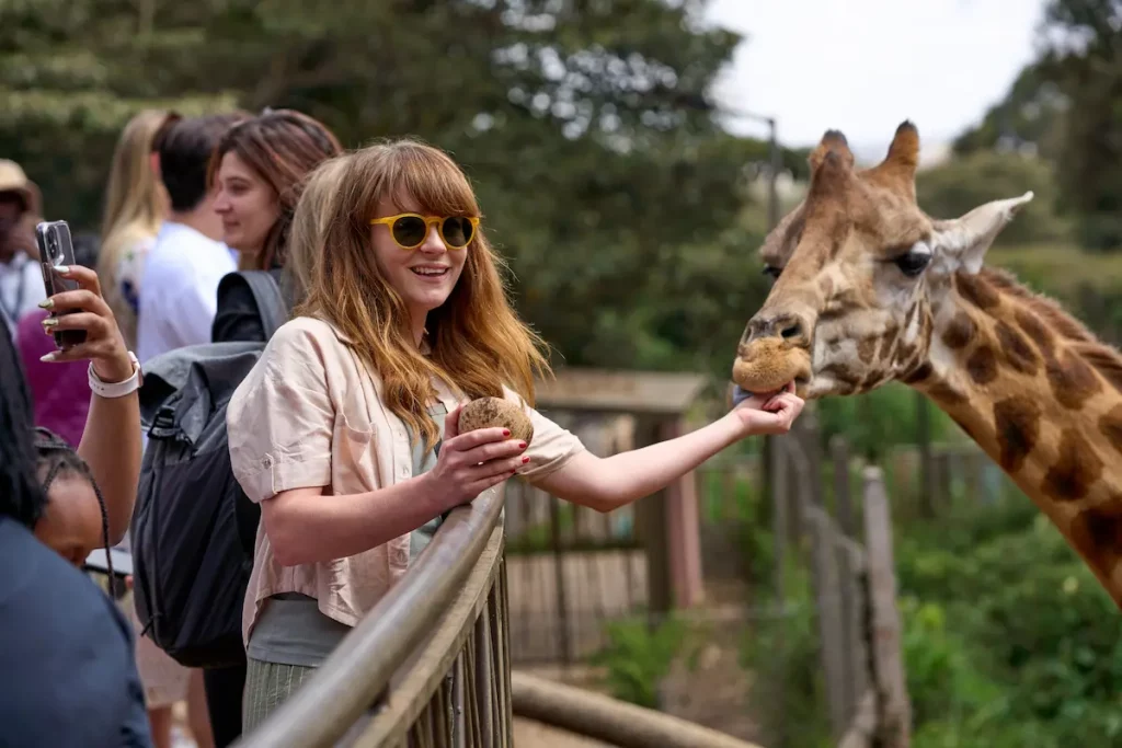 Safari Woman feeding a Giraffe at Giraffe Center