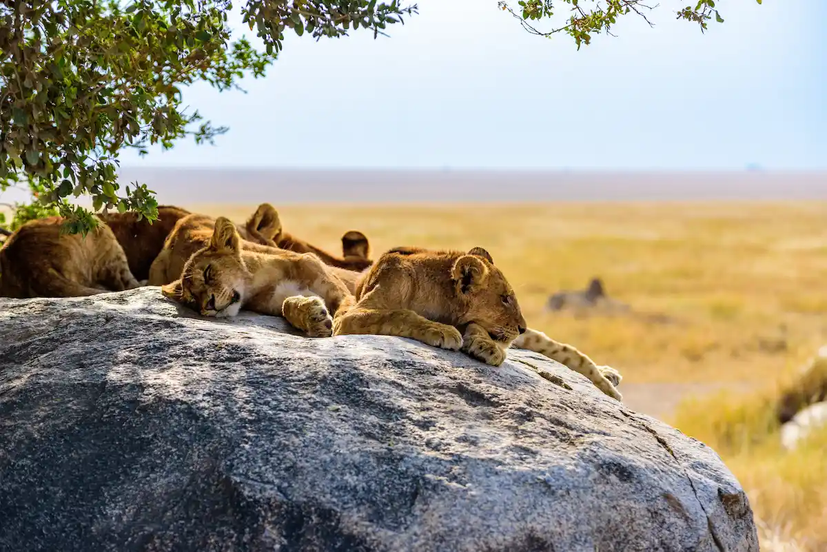 Group of young lions lying on rocks - beautiful scenery of savanna at sunset. Wildlife Safari in Serengeti National Park, Masai Mara, Tanzania, Africa