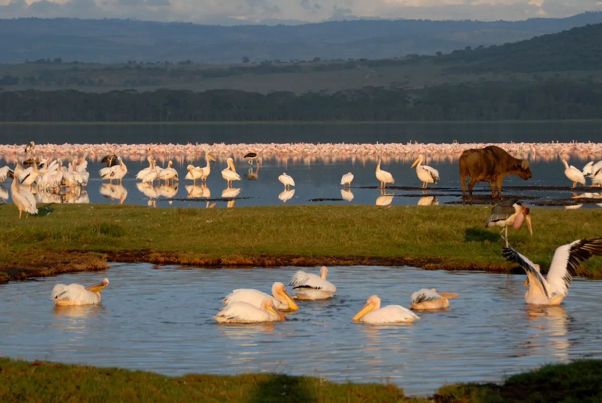 Lake Nakuru National Park