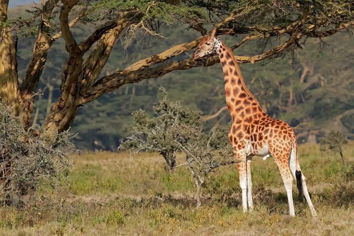 Rare Rothschilds giraffe (Giraffa camelopardalis rothschildi), Lake Nakuru National Park, Kenya 