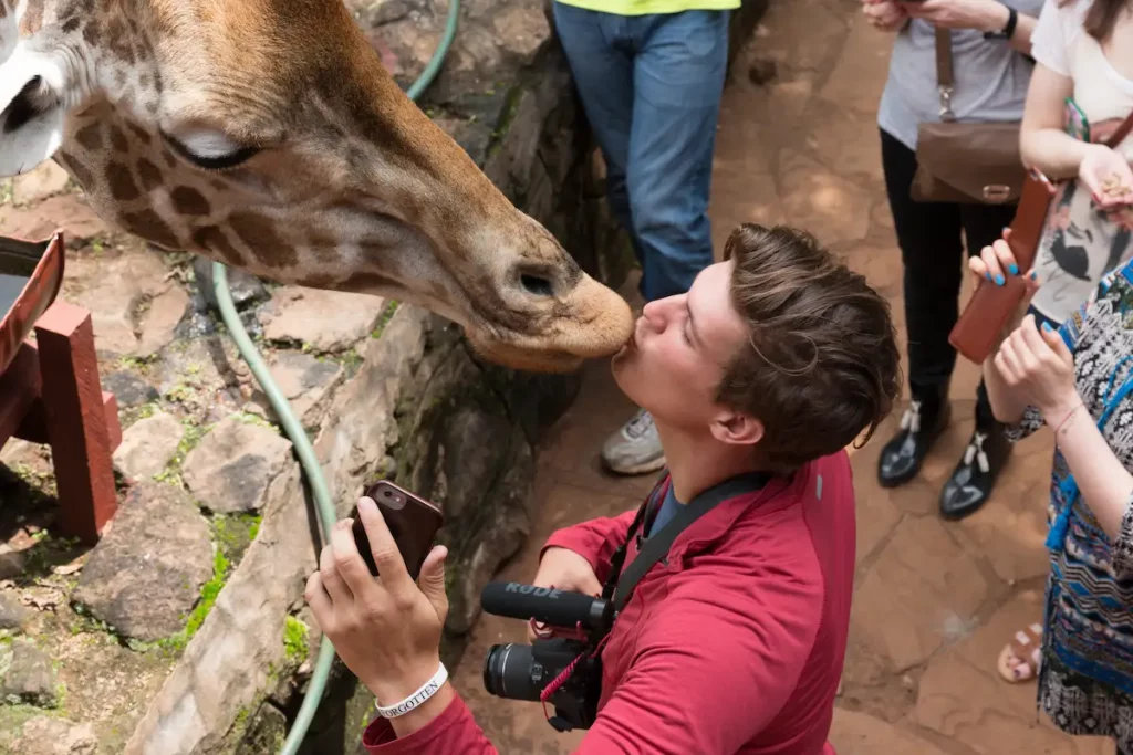 endangered Rothschild giraffe, native to the grasslands of East Africa.