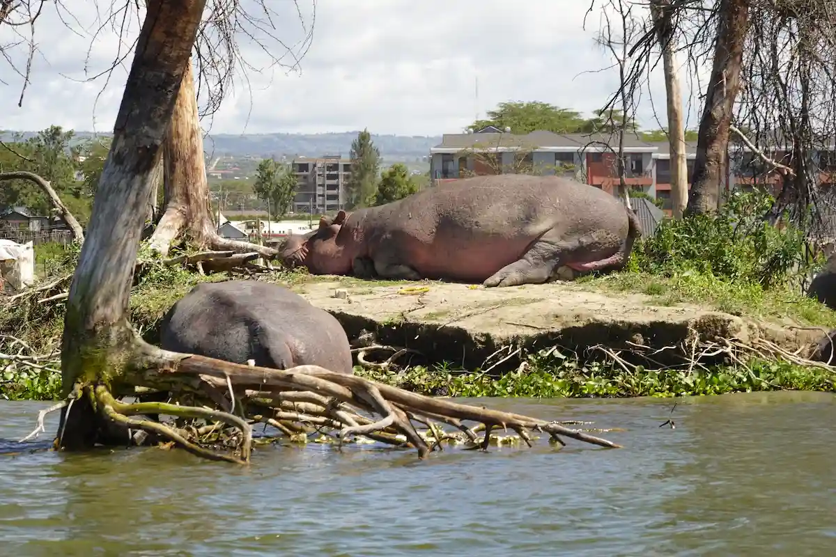  Hippos in Lake Naivasha 