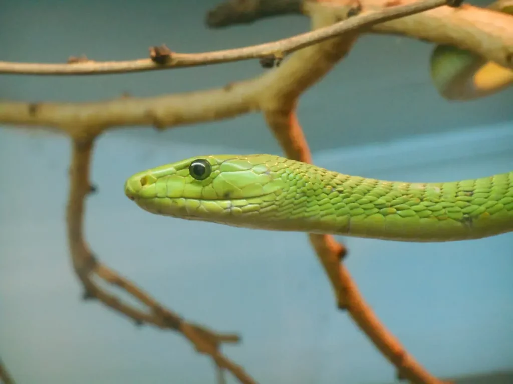 Sights at the Snake Park at Nairobi National