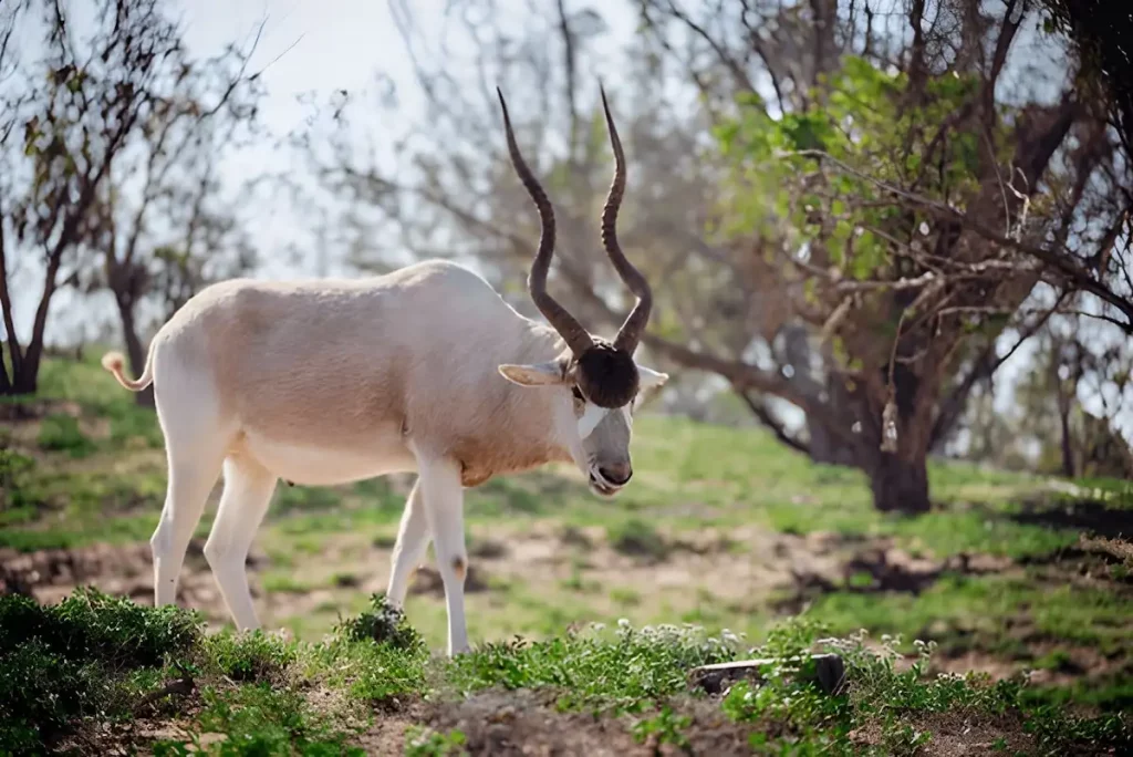 Antelope in the open Souss-Massa National Park, Experience Moroccan nature