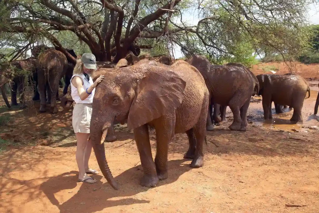 Woman with Adopted Baby African Elephants at the David Sheldrick Wildlife Trust in Tsavo national Park, Kenya