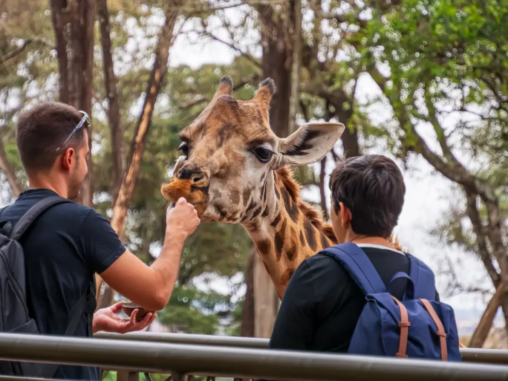 Feeding a giraffe at the Giraffe Center.